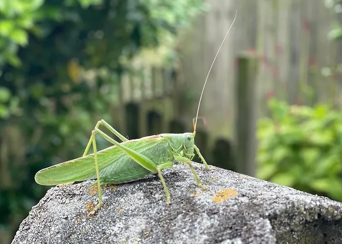 Lejlighed A Whole Family Expat House With Ac, Garden, Close To Efteling Tilburg